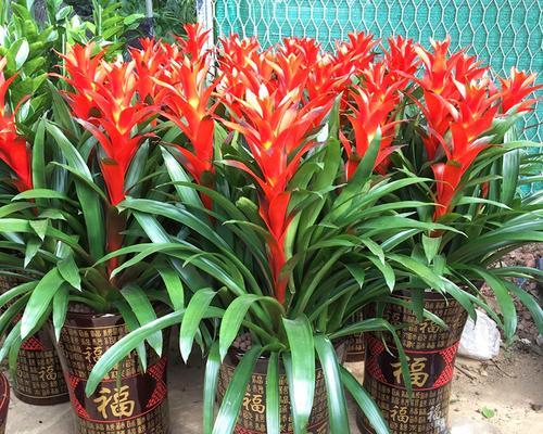 鸿运当头种植应该选择大盆还是小盆？如何决定？