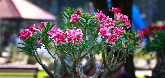 玫瑰上盆的最佳时间是什么时候?如何正确养护玫瑰? 玫瑰上盆的最佳时间是什么时候?如何正确养护玫瑰?