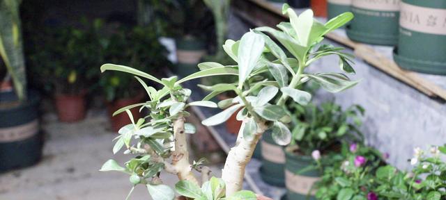 玫瑰上盆的最佳时间是什么时候？如何正确养护玫瑰？