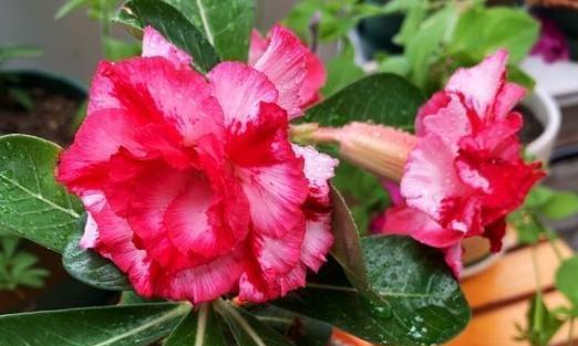 玫瑰上盆的最佳时间是什么时候?如何正确养护玫瑰? 玫瑰上盆的最佳时间是什么时候?如何正确养护玫瑰?