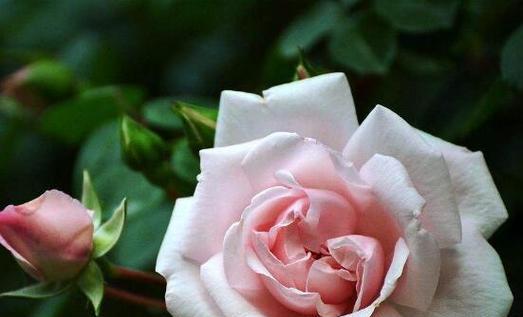 蔷薇花的花语与寓意（探寻蔷薇花背后的情感世界）