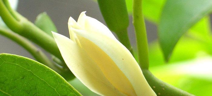 米兰花语（探索米兰花的内涵与意义）