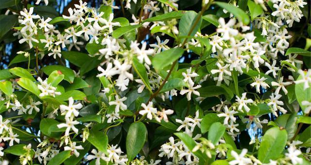 风车茉莉一年开几次花？如何确保持续开花？