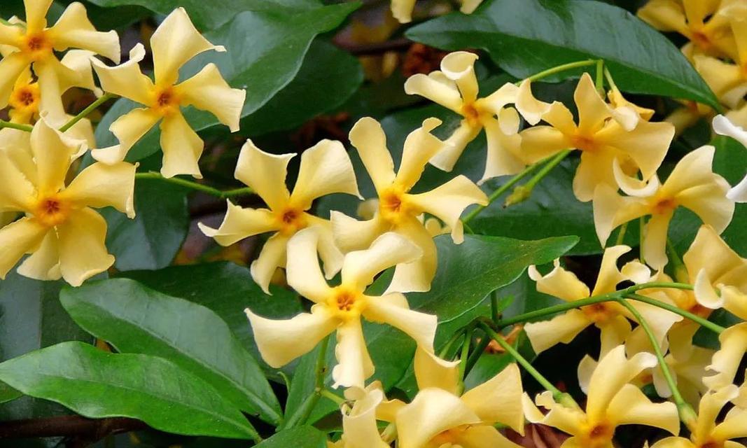 风车茉莉一年开几次花？如何确保持续开花？