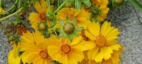 金鸡菊花语的深层意义（探索金鸡菊花语中的秘密）