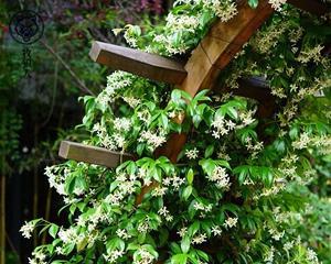 风车茉莉一年开几次花？如何确保持续开花？