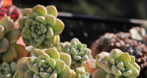 劳尔夏天养护方法是什么？需要注意哪些常见问题？