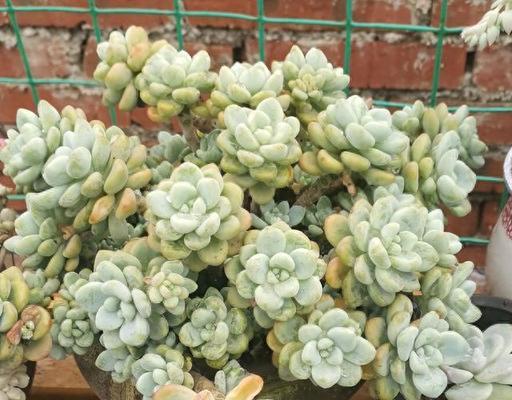 劳尔夏天养护方法是什么？需要注意哪些常见问题？