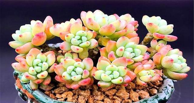 劳尔夏天养护方法是什么？需要注意哪些常见问题？