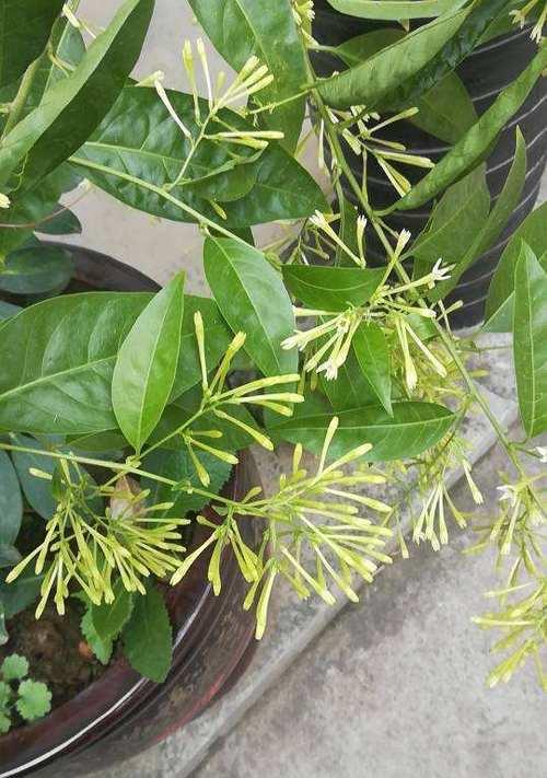 夜来香花期是什么时候？如何延长花期？