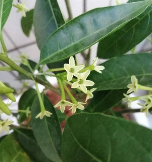 夜来香花期是什么时候？如何延长花期？