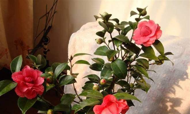 茶花能晒太阳吗？晒太阳对茶花生长的影响是什么？