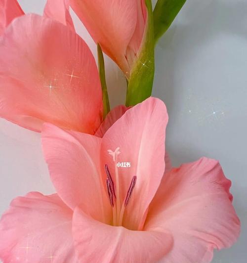 剑兰花与花语之奥秘（探寻剑兰花的深意与传承的文化）