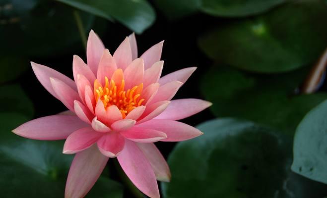 睡莲花的花语与象征意义（探寻睡莲花背后的深意）