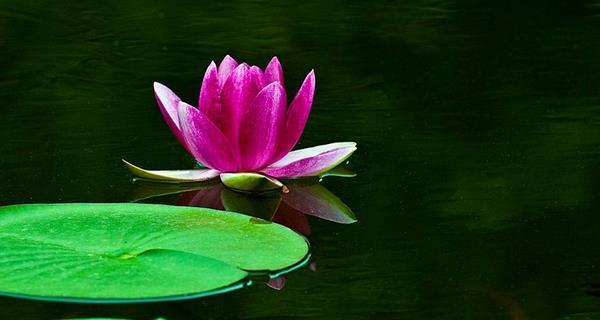 睡莲花的花语与象征意义（探寻睡莲花背后的深意）