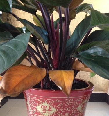 金钻换土换盆的最佳时间和方法是什么？