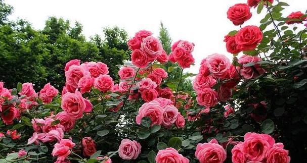 蔷薇花的花语与寓意（美丽纷繁的蔷薇）