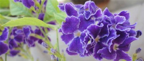 紫罗兰花语的隐含意义及文化传承（探寻紫罗兰花语的魅力与象征）