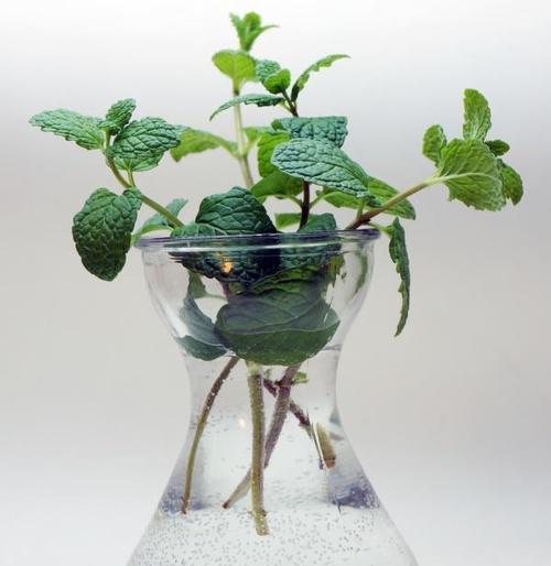 水培薄荷怎么养才能更旺盛？有哪些技巧可以促进生长？