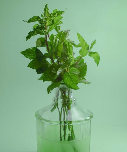 水培薄荷怎么养才能更旺盛？有哪些技巧可以促进生长？