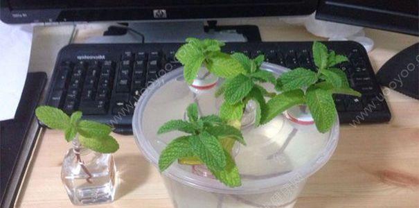 水培薄荷怎么养才能更旺盛？有哪些技巧可以促进生长？