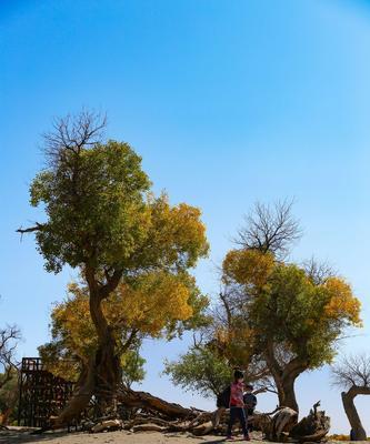 胡杨树生长在哪里?它们需要什么样的环境条件? 胡杨树生长在哪里?它们需要什么样的环境条件?