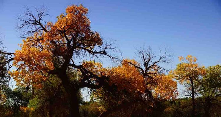 胡杨树生长在哪里?它们需要什么样的环境条件? 胡杨树生长在哪里?它们需要什么样的环境条件?