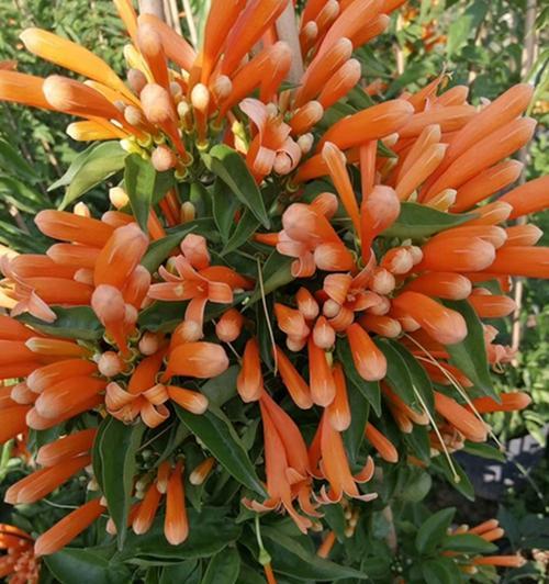 炮仗花不开花的原因是什么？如何解决？