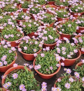 姬小菊耐寒吗？能安全过冬吗？