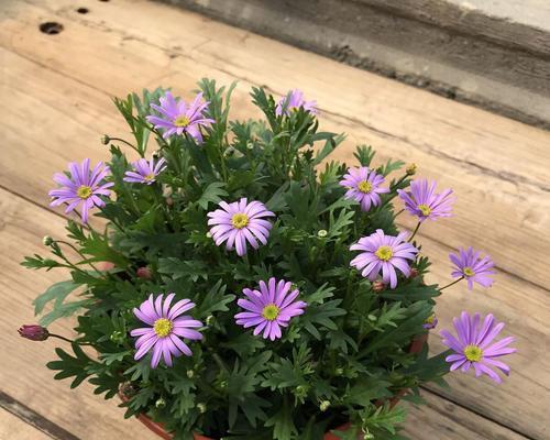 姬小菊耐寒吗？能安全过冬吗？