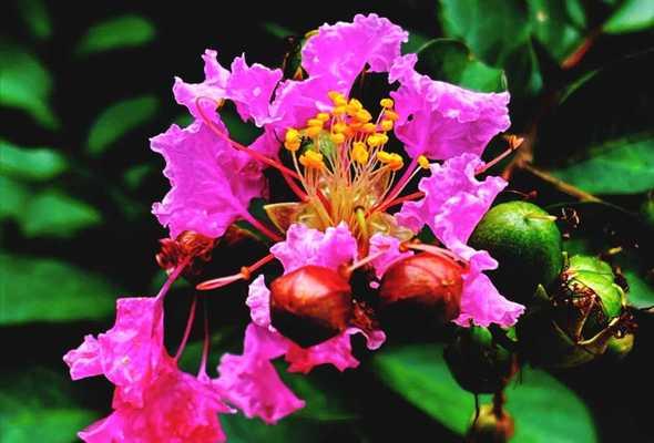 紫薇花的意义与功效（揭秘紫薇花的寓意与保健作用）