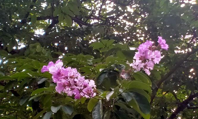 紫薇花的意义与功效（揭秘紫薇花的寓意与保健作用）