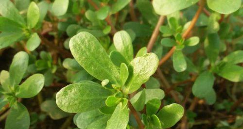 马齿苋什么时候种植最好？种植方法有哪些常见问题？