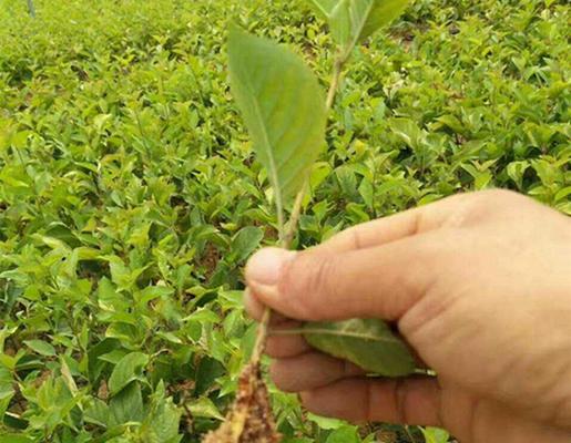 樱桃种子怎么种植方法？步骤和技巧有哪些？