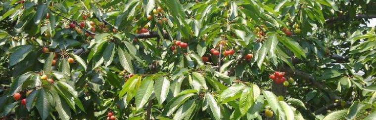 樱桃种子怎么种植方法？步骤和技巧有哪些？