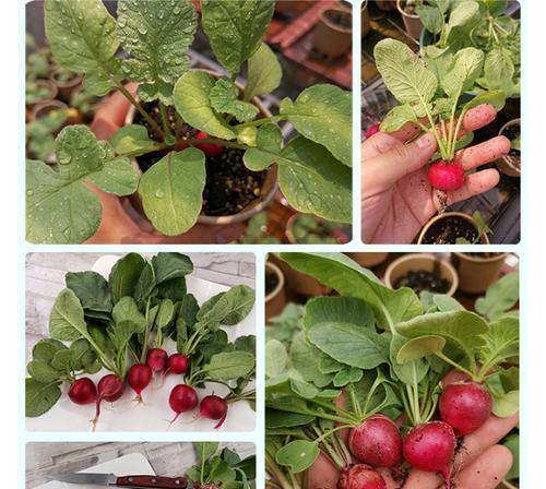 樱桃种子怎么种植方法？步骤和技巧有哪些？