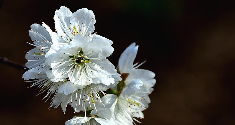 樱桃花花语及相关信息介绍（樱桃花的含义与传说以及赏樱指南）