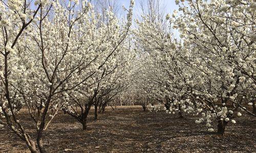 樱桃花花语及相关信息介绍（樱桃花的含义与传说以及赏樱指南）