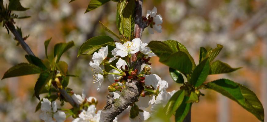 樱桃花花语及相关信息介绍（樱桃花的含义与传说以及赏樱指南）