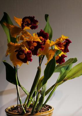 卡特兰有毒吗？室内养护需要注意什么？