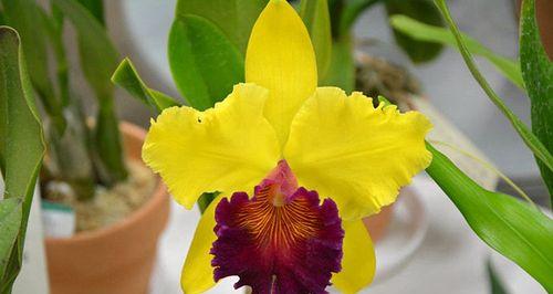 卡特兰有毒吗？室内养护需要注意什么？