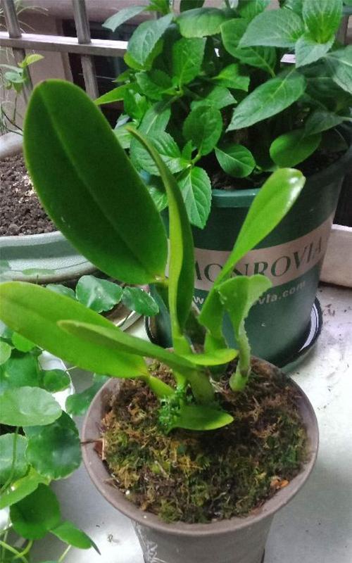 卡特兰有毒吗？室内养护需要注意什么？