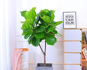 琴叶榕放在客厅合适吗?如何正确养护? 琴叶榕放在客厅合适吗?如何正确养护?