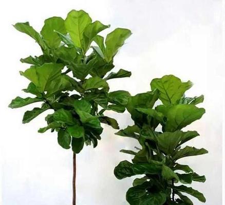 琴叶榕放在客厅合适吗?如何正确养护? 琴叶榕放在客厅合适吗?如何正确养护?