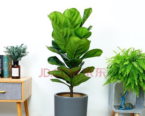 琴叶榕放在客厅合适吗?如何正确养护? 琴叶榕放在客厅合适吗?如何正确养护?