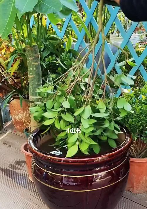 喜酸的植物有哪些？如何正确选择和养护？