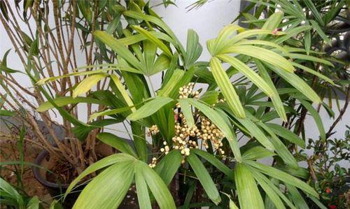 喜酸的植物有哪些？如何正确选择和养护？