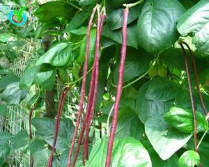 红腰豆怎么种？最佳种植时间和步骤是什么？