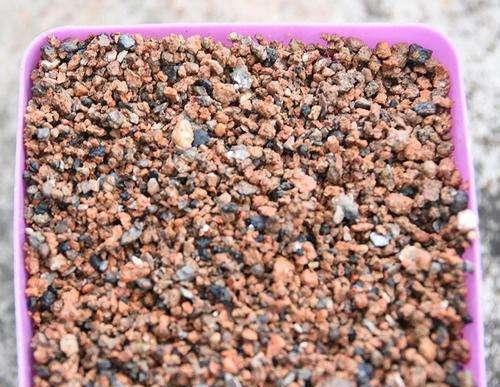 煤渣土适合种什么植物？如何利用煤渣土种植植物？