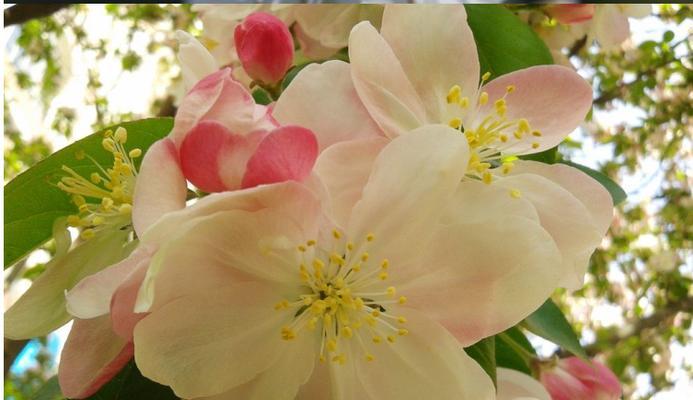 海棠几月开花结果?什么时候开花结果? 海棠几月开花结果?什么时候开花结果?